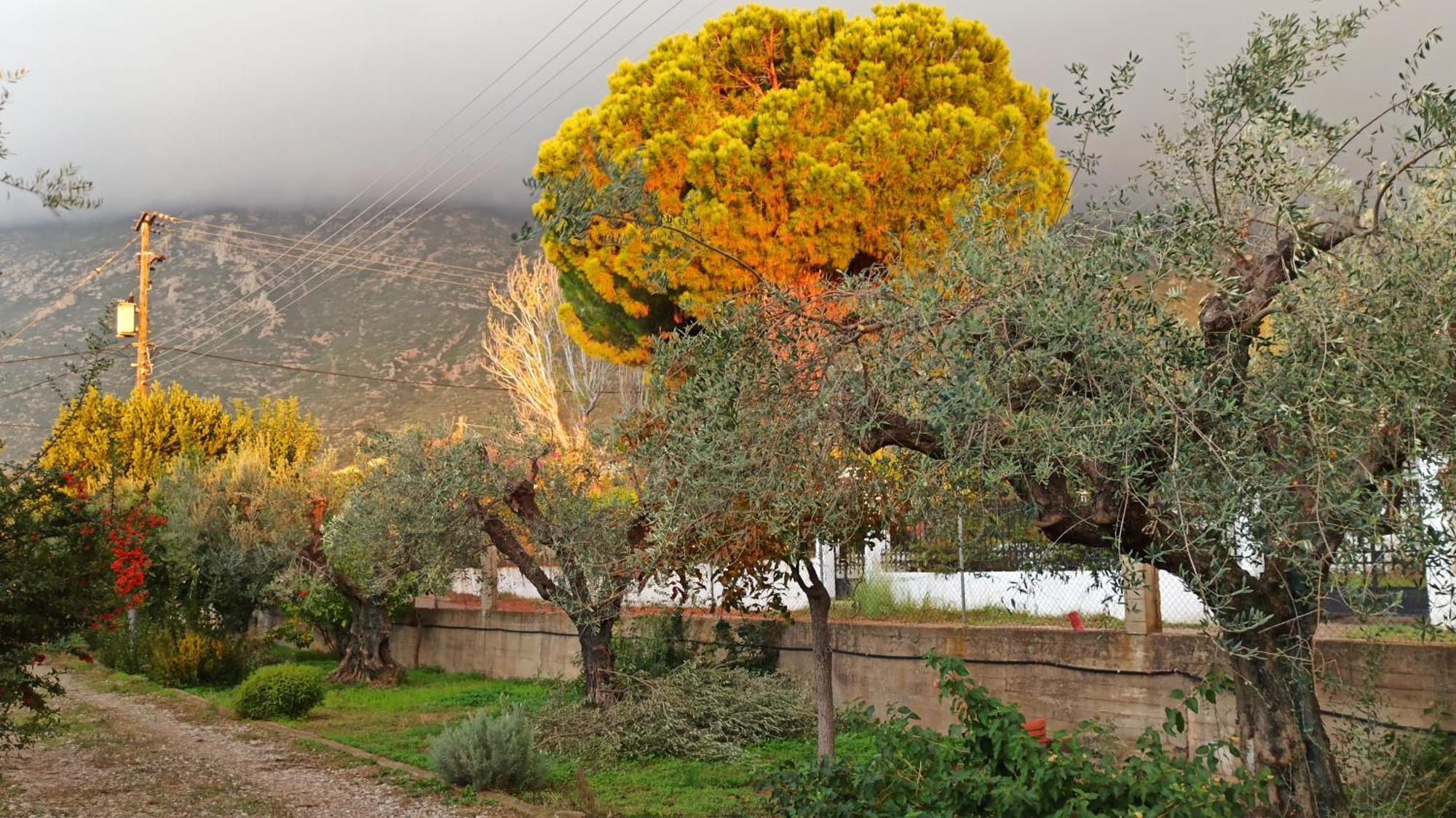 Nafpaktos Cottage By The Sea For Travelers And Dreamers! エクステリア 写真